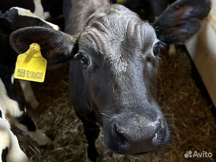 Бычки телята