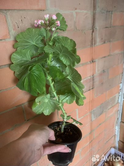 Пеларгония герань