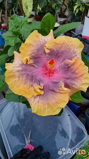 Гибискус Persian Rug