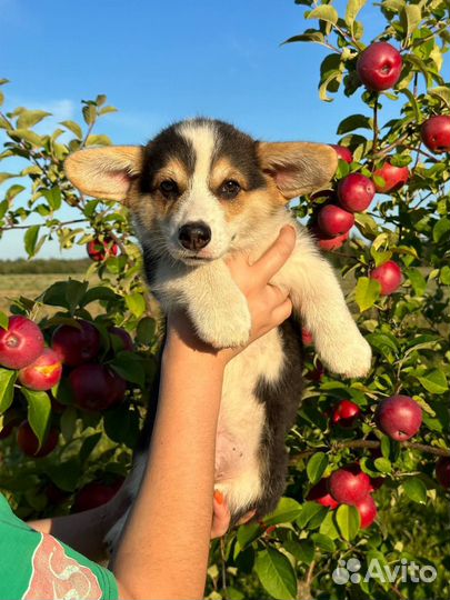 Вельш-корги пемброк