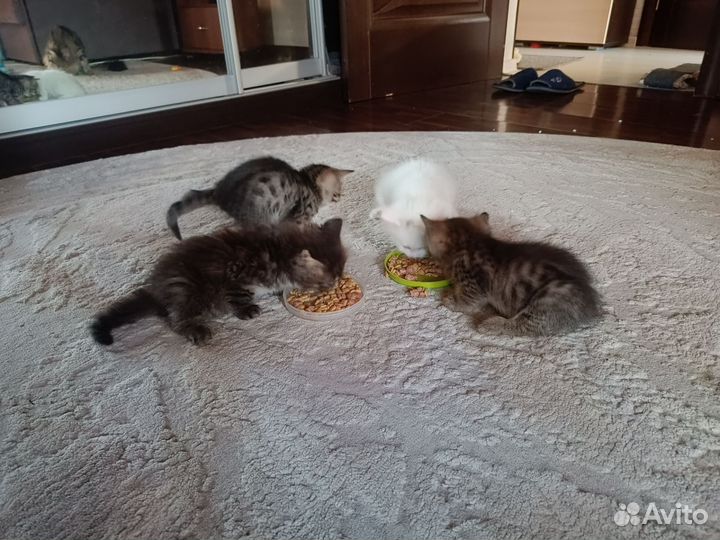 Котята в добрые руки