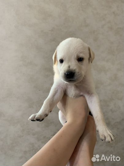 Отдам в добрые руки