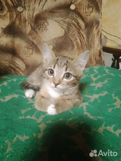 Домашние животные котята