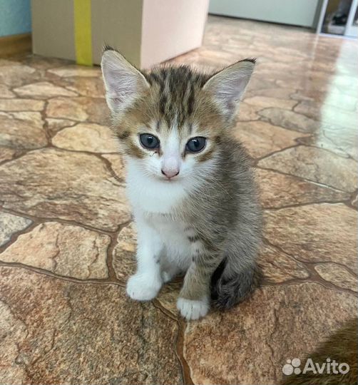 Котятки в добрые руки