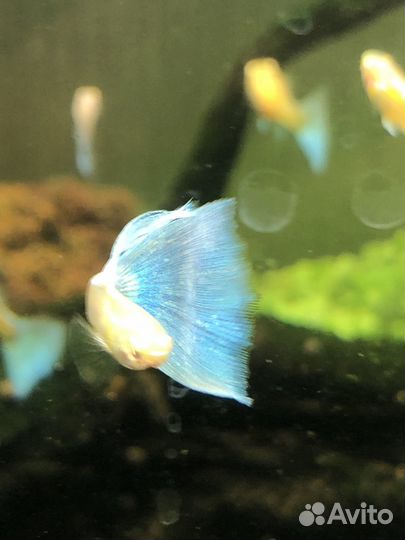 Гуппи Sky blu albinо