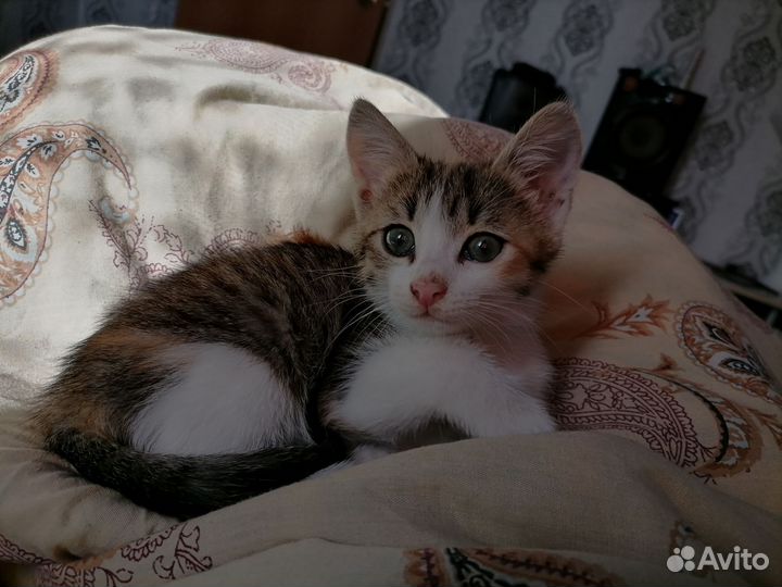 Отдаю котят