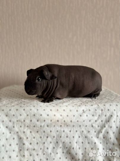 Морская свинка и вольер для морской свинки