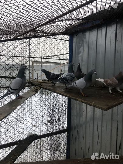 Голуби на выпуск.,спортивные)турецкие, узбекские