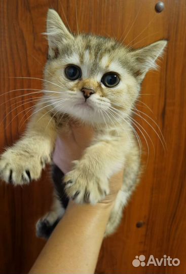 Шотландские котята