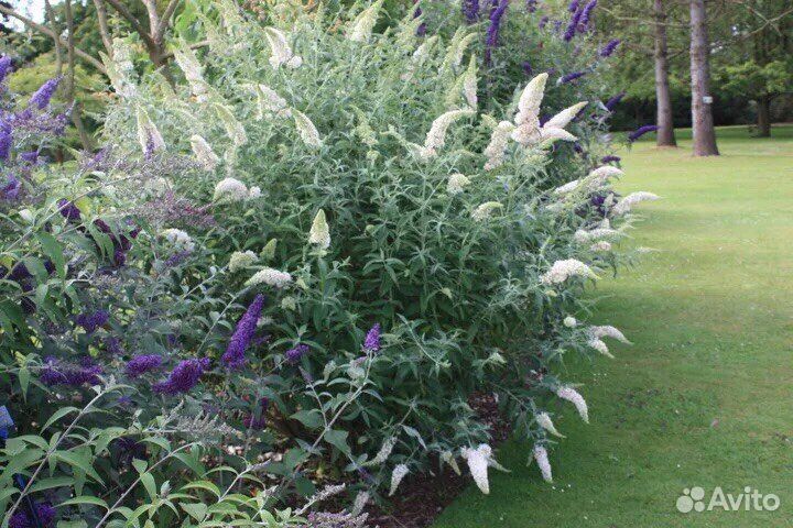 Будлея Давида