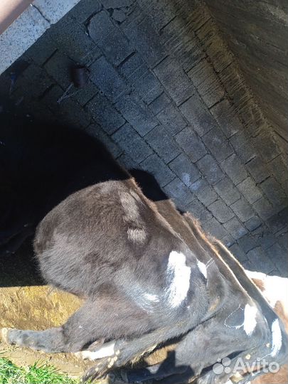 Бычки и телки