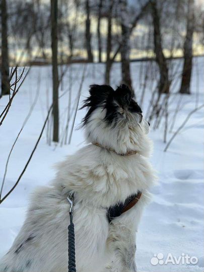 Скромная девочка мечтает о любящей семье