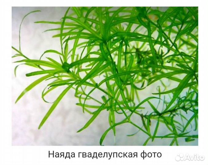 Аквариумное растение