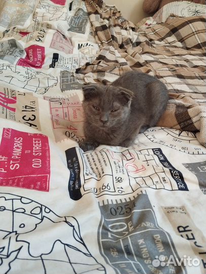 Котик. Смесь британца- с шотландской вислоухой