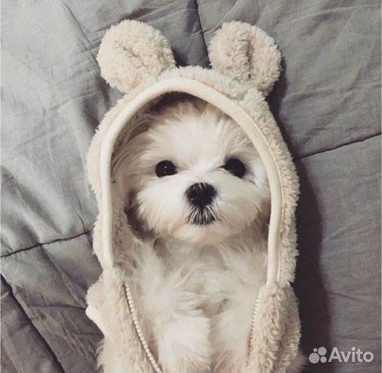 Выгульщик собак