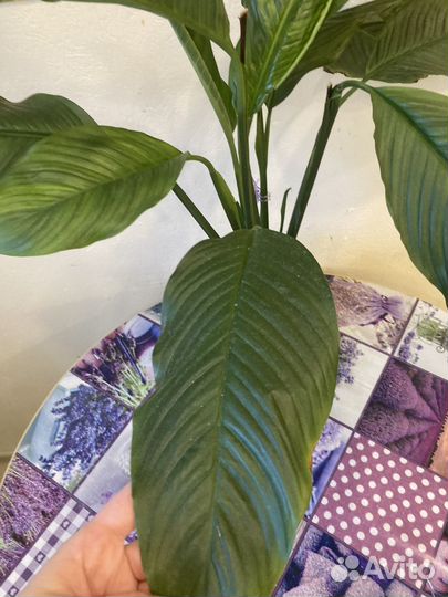 Спатифиллум Свит Сильвио крупномер