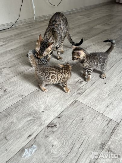 Бенгальские котята