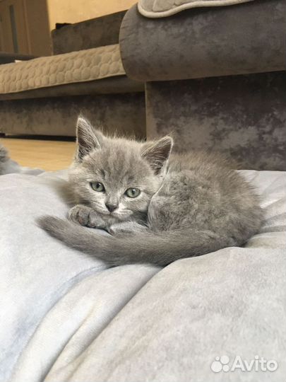 Британская