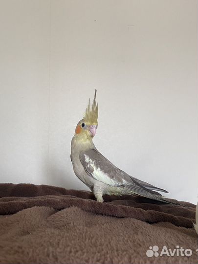 Ручные птенцы кореллы