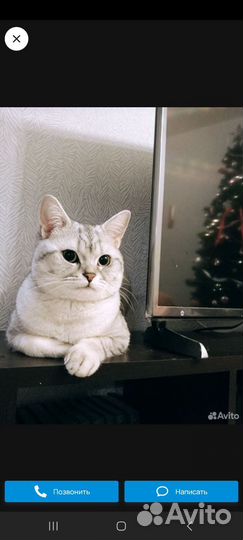 Британские котята