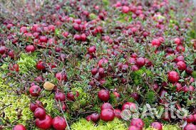 Продам клюкву