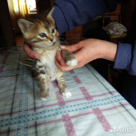 Кошка в дар