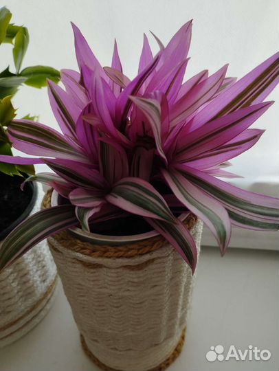 Комнатные растения