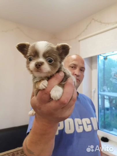 Чихуахуа мальчик