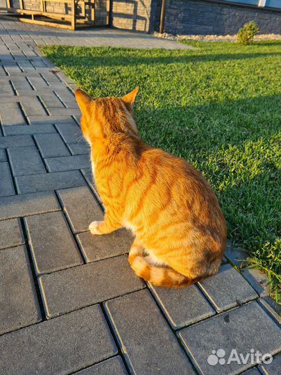 Котик ищет дом