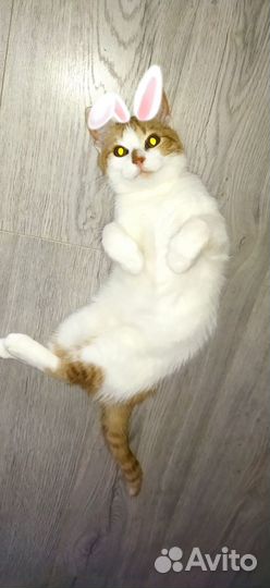 Кот и кошки в добрые руки