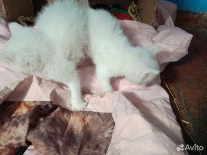 Котята:мальчик и девочка
