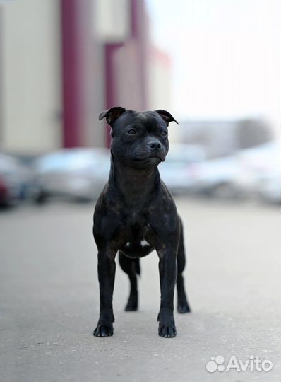 Стаффордширский бультерьер щенки