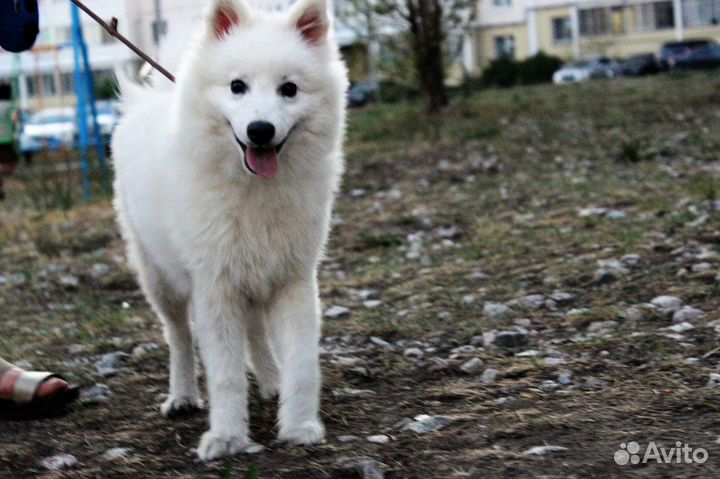 Щенки япошечки