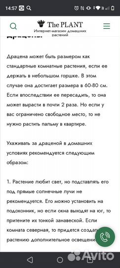 Пальма драцена