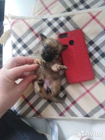 Той терьер, чихуахуа, карликовый пинчер