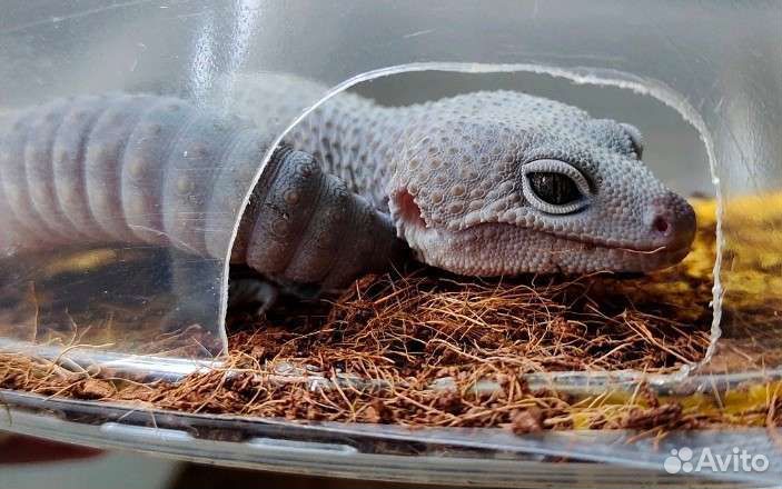 Пятнистый эублефар