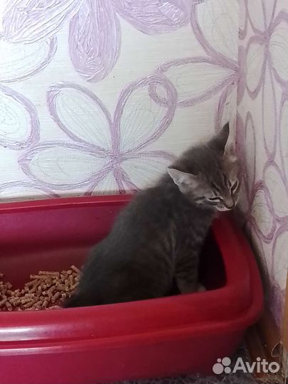 Кошка в дар бесплатно