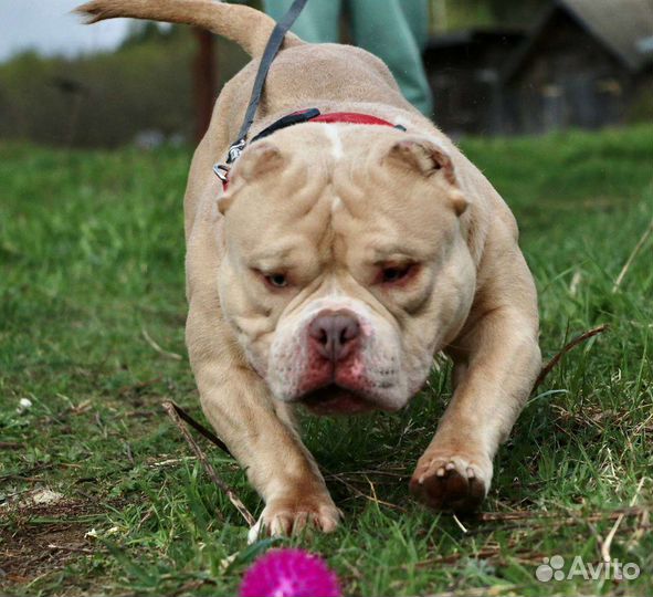 Американский булли вязка