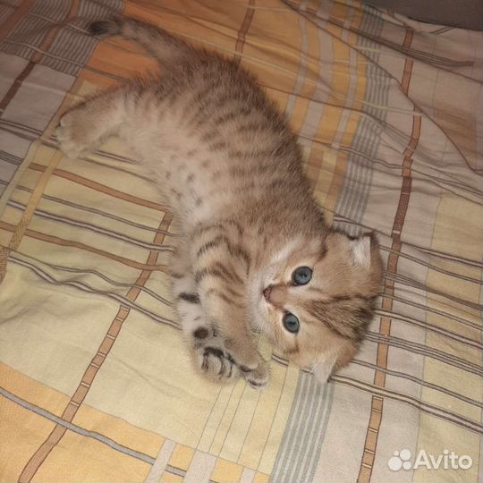 Шотландский вислоухийкотёнок