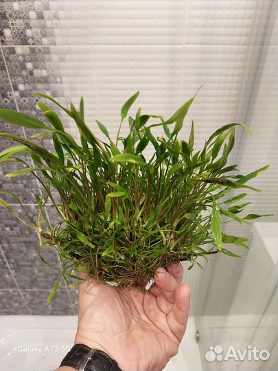 Аквариумные растения