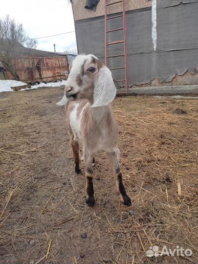 Англо нубийские козлята