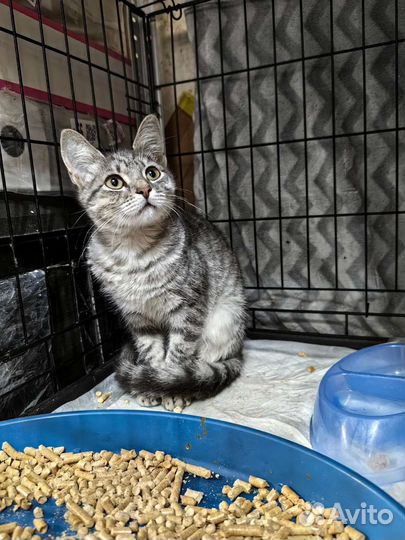 Котёнок окраса вискас