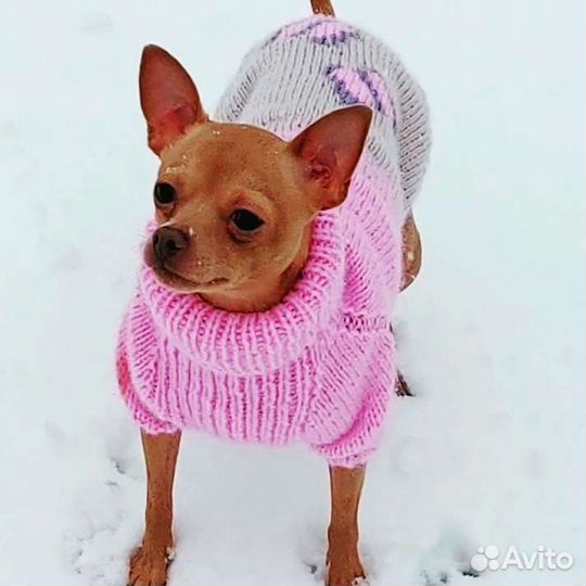 Одежда для собак