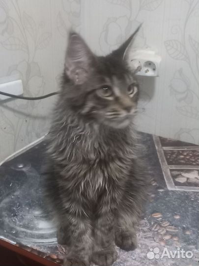 Мейн-кун кот