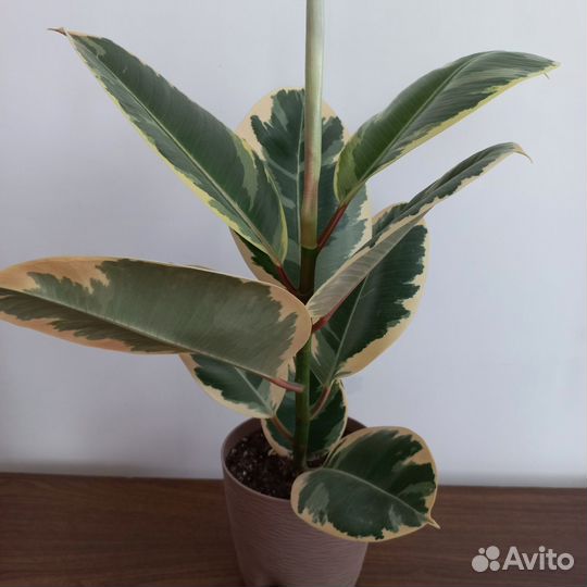 Фикус эластика тинеке