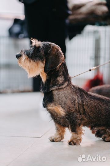 Вязка кобель жесткошерстная такса