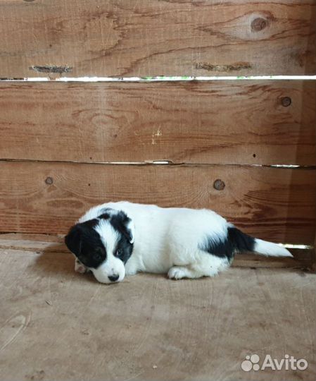 Щенки в добрые руки