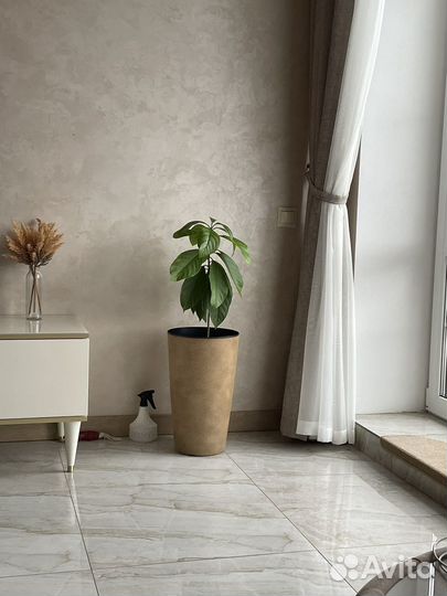 Авокадо африканский растение