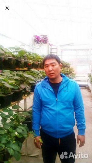 Агроном закрытого грунта