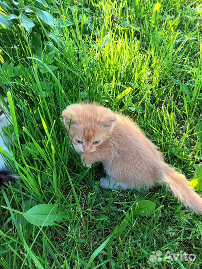 Котята в добрые руки бесплатно